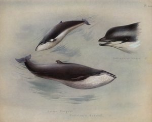 Balena minore, balena di Rudolphi, balena dal naso a bottiglia da Archibald Thorburn
